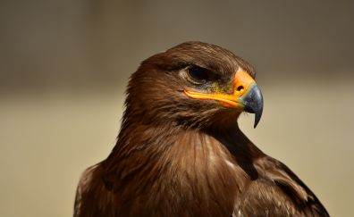 Eagle, yellow beak, confident, muzzle