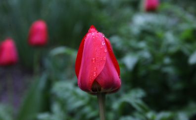 Red tulip bud, flower, drops
