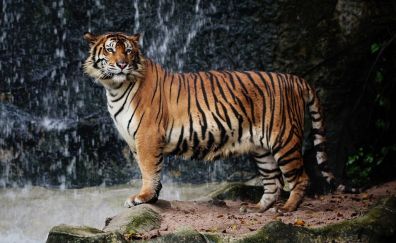 Tiger, predator, wild cat