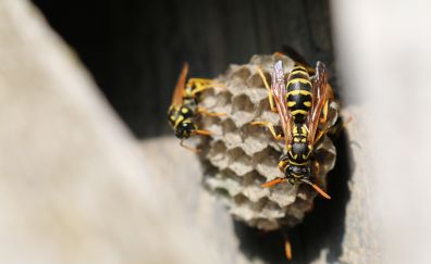 Wasp beehive close up 
