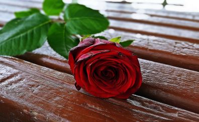 Red rose flower on table