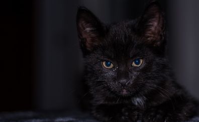 Black baby cat, kitten, animal