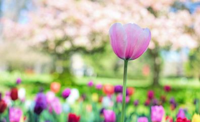 Pink tulip, flower farm, flowers, blur