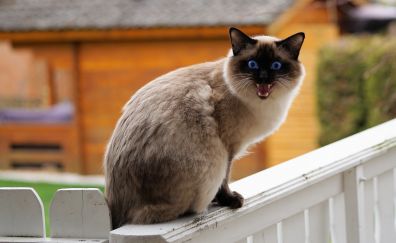 Siamese cat, angry pet animal, sitting
