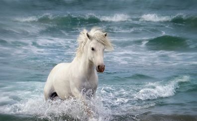 White horse running at beach