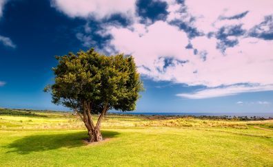Landscape, tree, meadow, grass field, clouds, nature