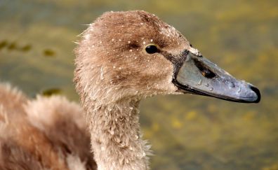 Swan, young bird, muzzle, beak, brown