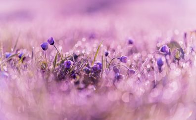 Purple, wild flowes, bokeh, blur, spring