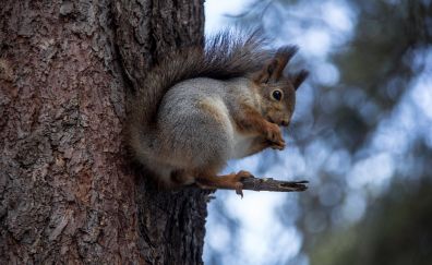 Squirrel, cute animal, tree trunk