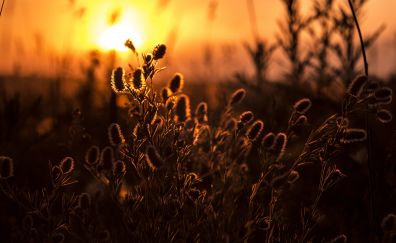 Plants, sunrise, blur, nature