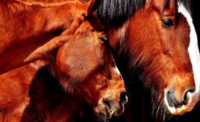 Horses, brown animal, muzzle