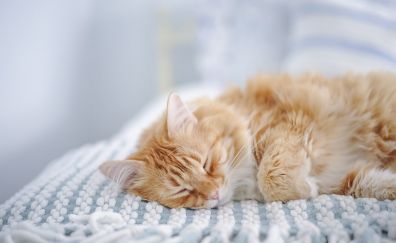 Furry Cat, sleeping, bed