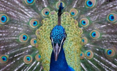 Peacock, bird, muzzle, feathers