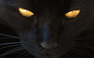 Pet, cat, black animal, eyes, fur, muzzle