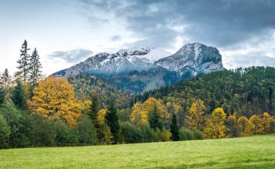 Belianske Tatras, mountains, tree, landscape