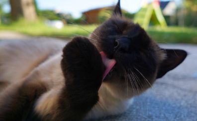 Siamese cat, Cat, licking leg, pet, animal