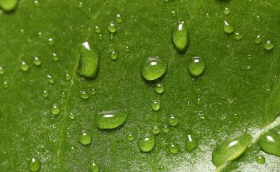 Leaf, water drops, surface, texture