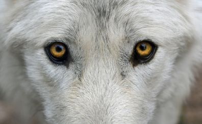 Wolf, muzzle, eyes, predator