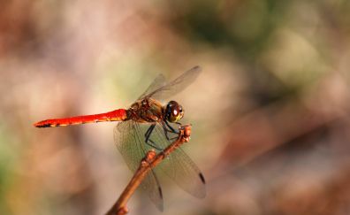 Dragonfly, insect, wings, close up