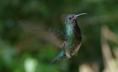 Flight of bird, beautiful, hummingbird