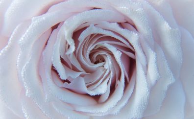 Rose, white pink flower, close up