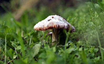 Wild mushroom, grass, plants