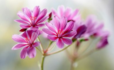 Blur, portrait, light pink flowers