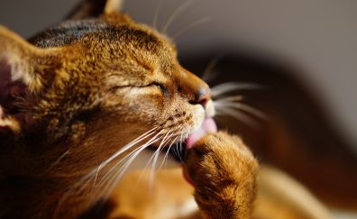 Cat licking leg, fur, muzzle