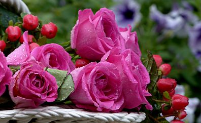Flowers, pink roses, basket, buds