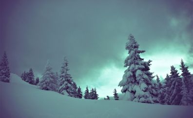 Trees, winter, landscape, cloudy sky, snow
