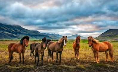Herd, horses, animal, landscape, 4k
