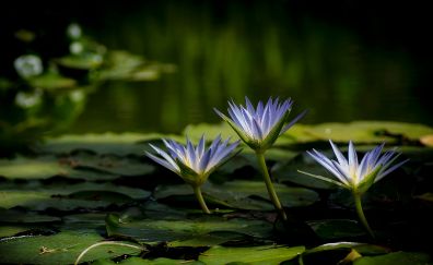Water lilies, purple flowers, leaves, pond