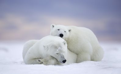 Polar bear, cold snow, predator, pair, 5k