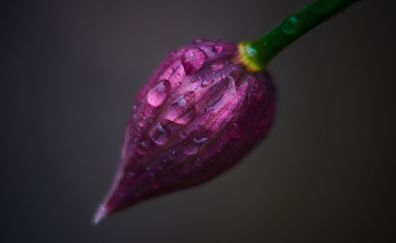 Drops, close up, flower bud