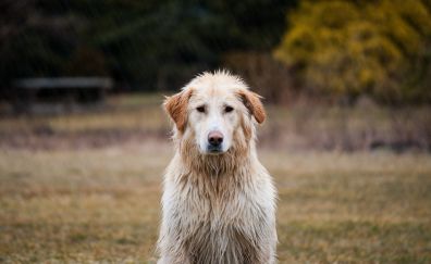 Labrador retriever, dog, calm, wet, 4k
