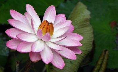Water lily, pink flower, petals