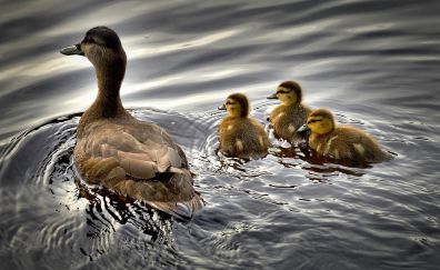 Duck, ducklings, water birds, swim