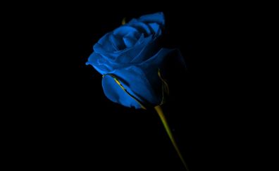 Portrait of blue rose, flower