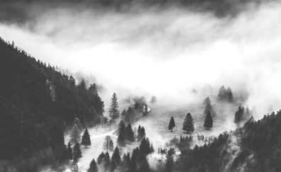 Valley, mist, fog, forest, monochrome