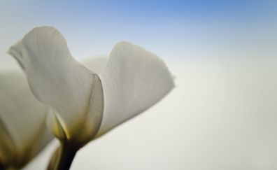 Flower, close up, white lily, petals
