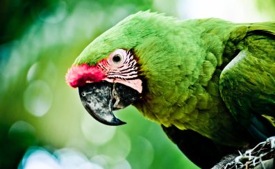 Caribbean, green parrot, bird, beak