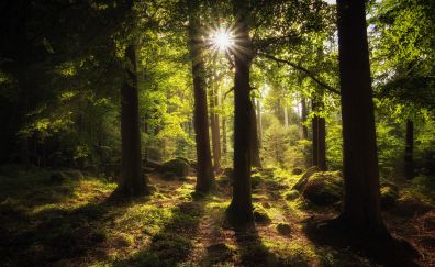 Forest, trees, nature, sunlight, moss