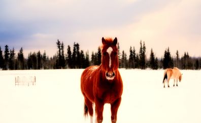 Canadian horses, winter, brown animal