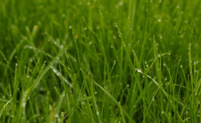Green grass, water drops, 4k