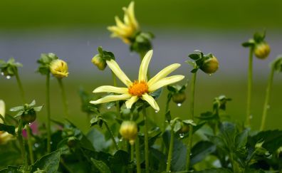 Yellow flowers, flower bud plants
