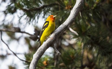 Tanager bird, small bird, yellow, cute