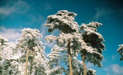 Pine trees in winter