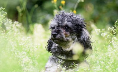 Poodle, dog, play, meadow, plants