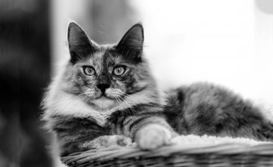Cat, sit, basket, stare, monochrome