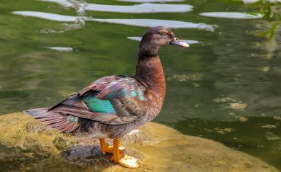 Duck, bird at lake, stand